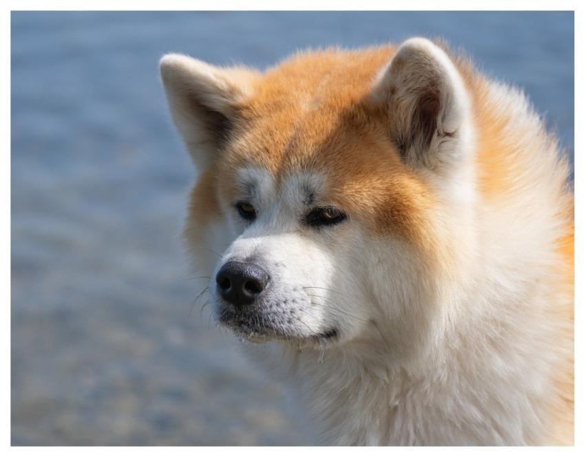 Dog Domestic Animal Pet Mammal