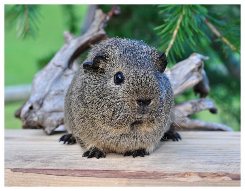 Guinea Pig Black-Cream-Agouti Rodent Animal