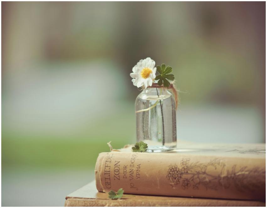 A serene composition featuring a white flower in a