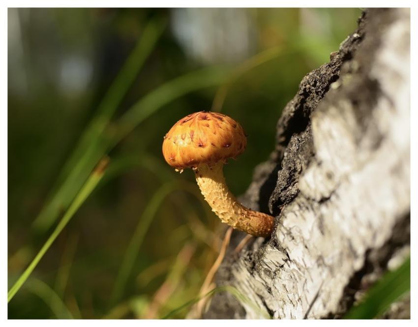 Woodland Mushroom Forest Macro