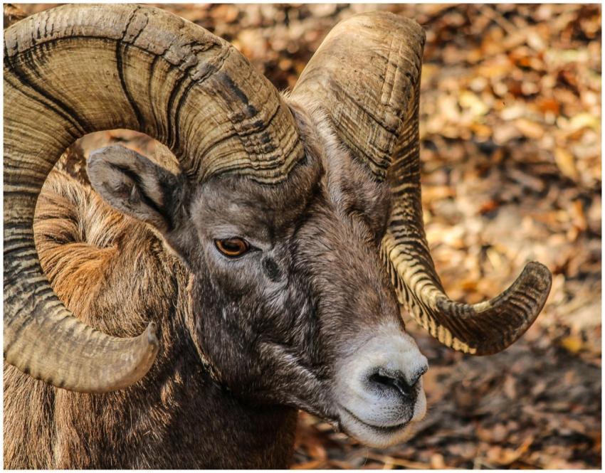 Detailed close-up of a Rocky Mountain Bighorn Shee