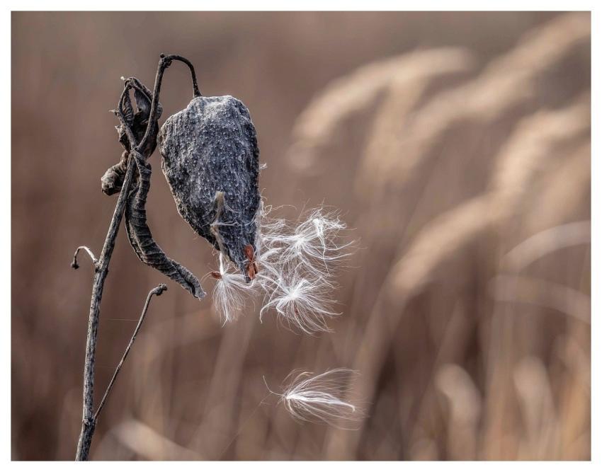 Milkweed Dry Seeds Nature