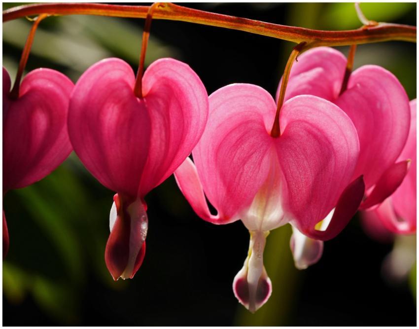 Vibrant pink bleeding heart flowers blooming in a