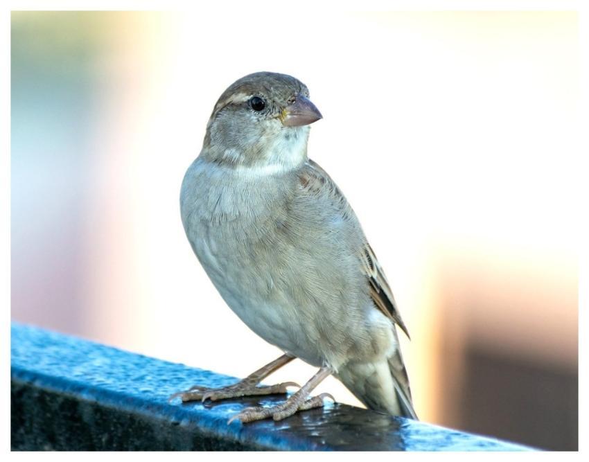 House Sparrow Sparrow Bird Nature