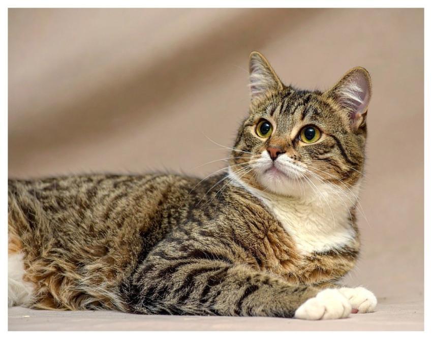 Pet Cat Animal Nature