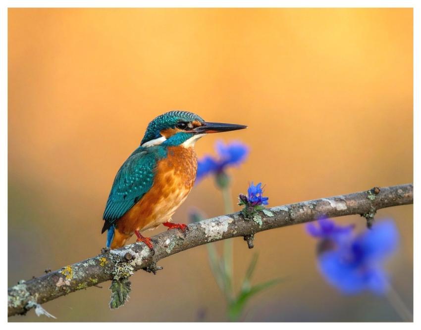 Bird Nature Animal Wildlife