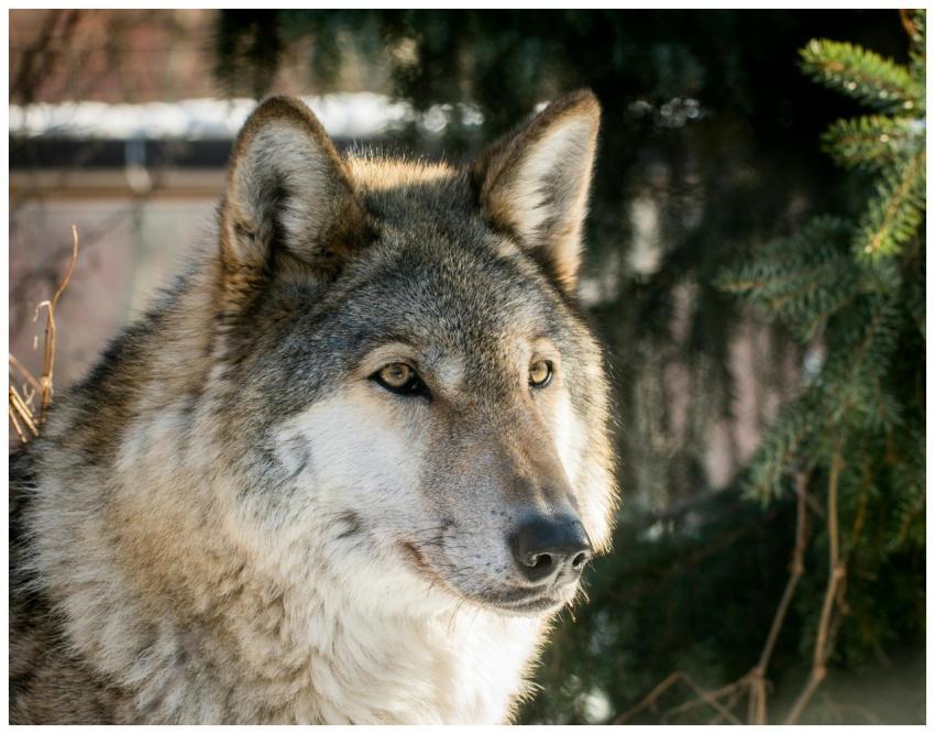 Captivating close-up of a wolf in natural setting,