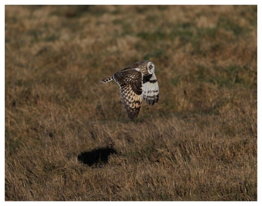 Short-Eared Owl Owl Bird Nature