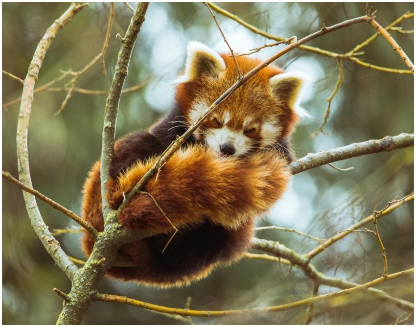 Cute red panda resting comfortably on a tree branc