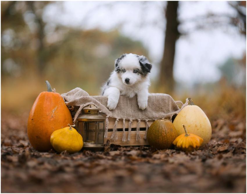 Adorable Puppy Fall Setting