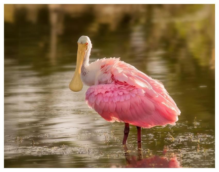 Spoonbill Nature Bird Wildlife