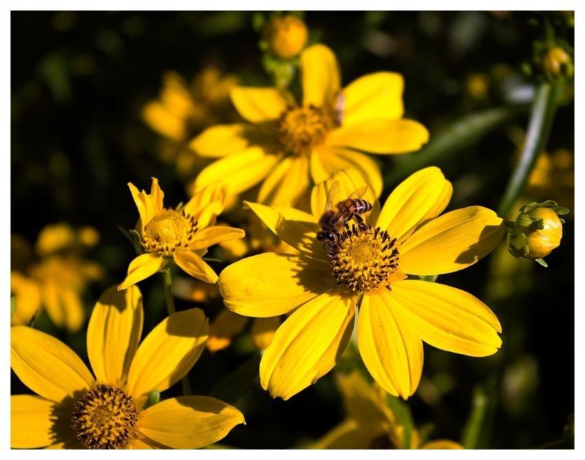 Flowers Nature Bloom Spring