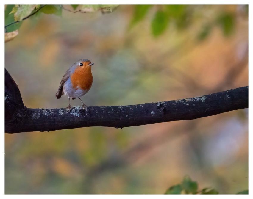 Robin Bird Nature Wildlife