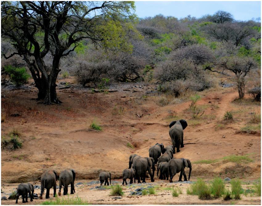 A herd of African elephants walking through Kruger