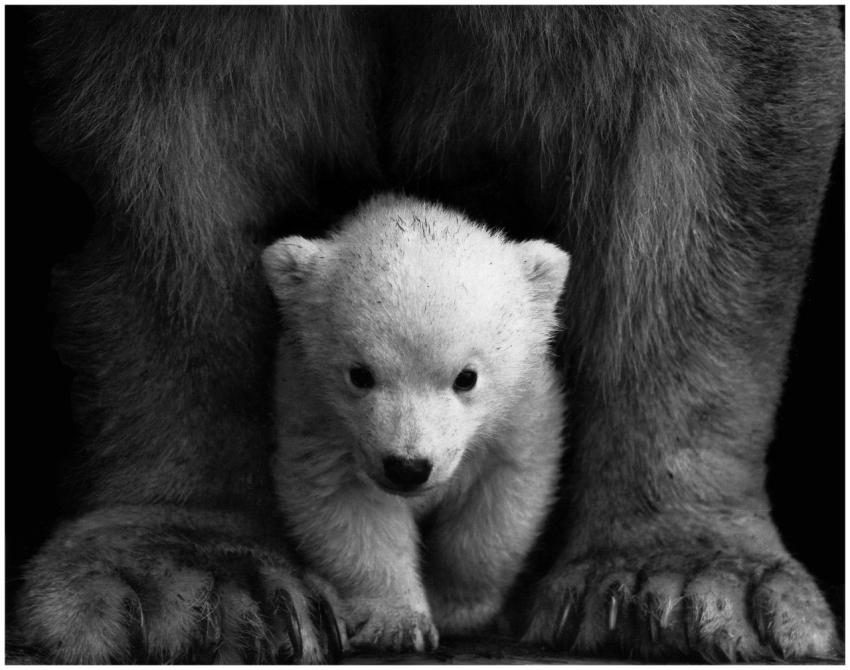Black and white portrait of a polar bear cub shelt