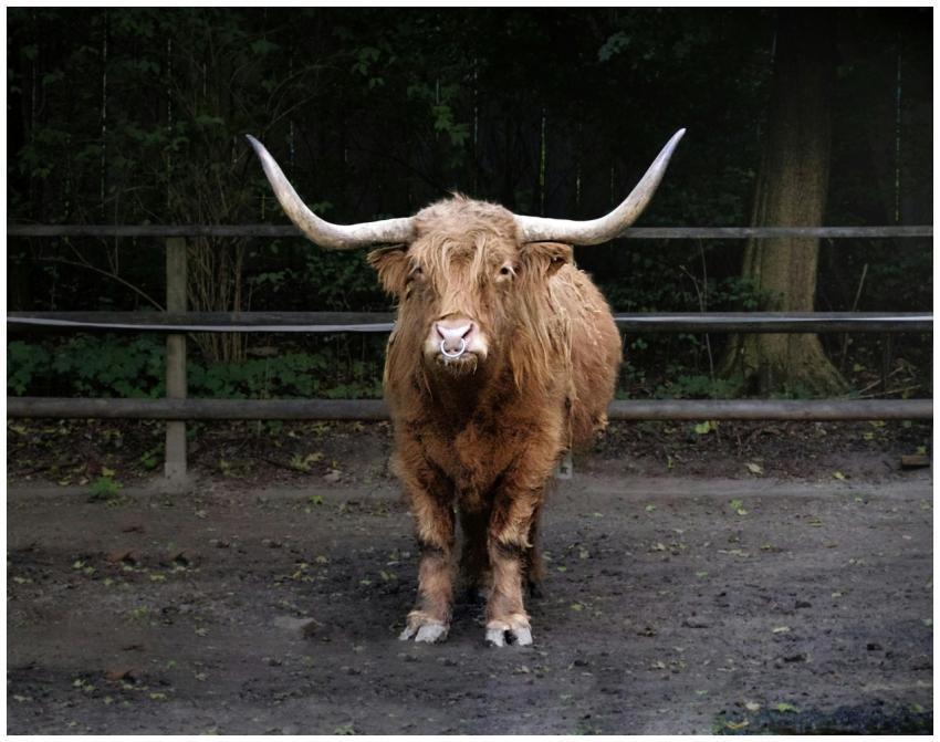 A Highland cow with impressive horns stands in a n