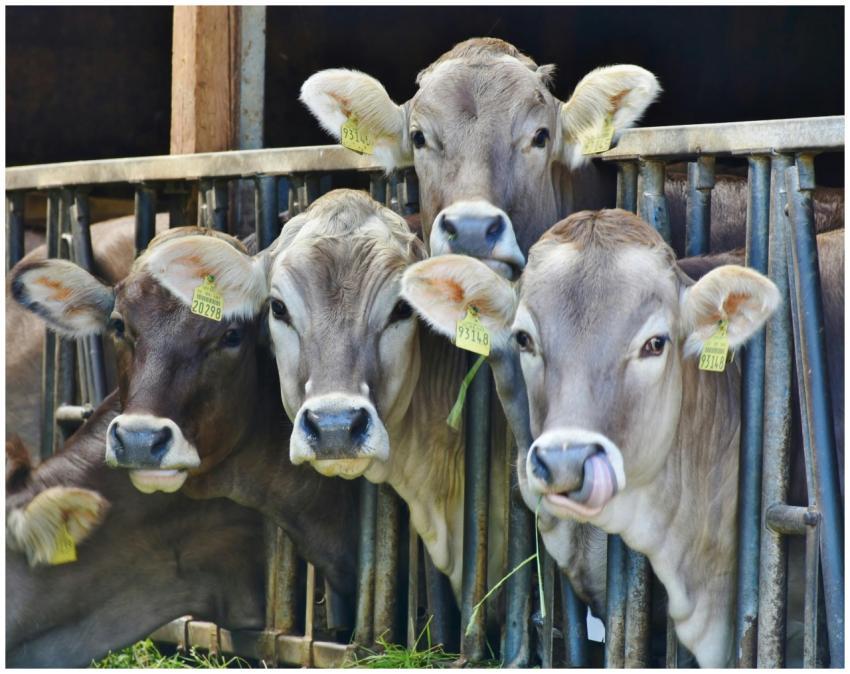 Close-up of four brown cows with ear tags standing