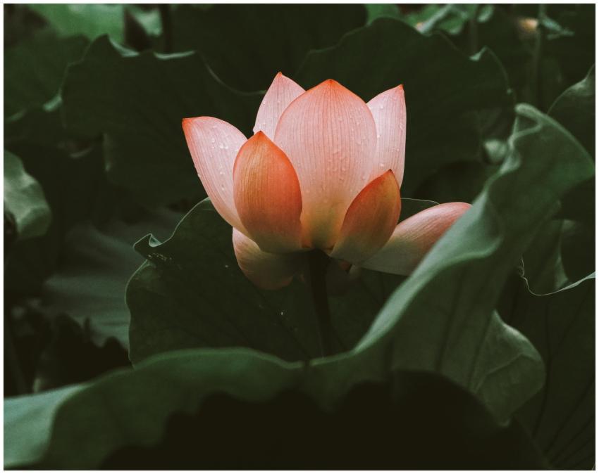 A serene image of a pink lotus flower against a ba