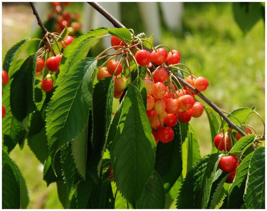 Fresh red cherries hanging on a branch with green