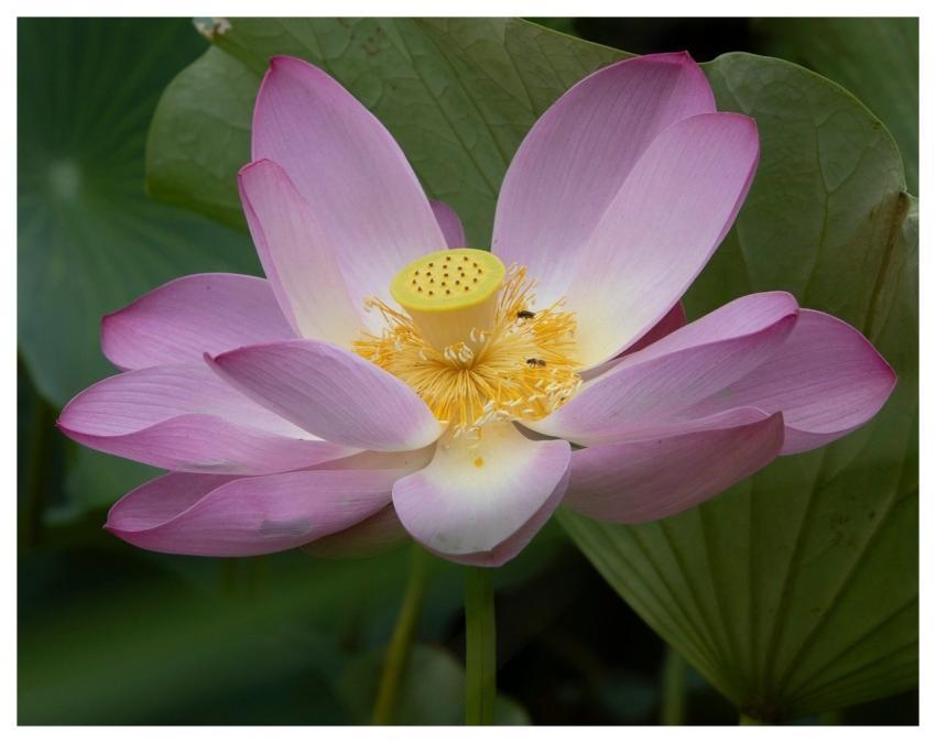 Lotus Flower Pond Plant