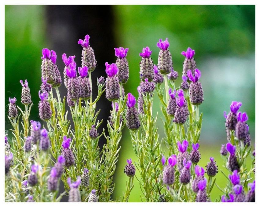 Cup Lavender Nature Lavender Flora