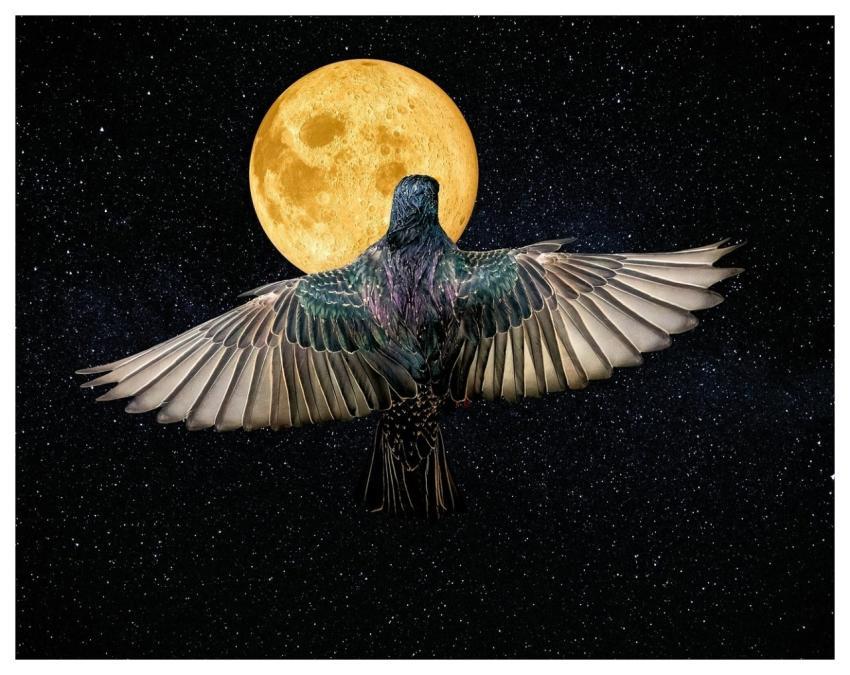 Bird Starling Moon Stars