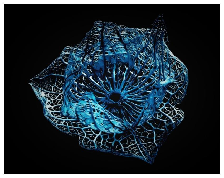 Blue Pflanzenrest Isolated Skeleton