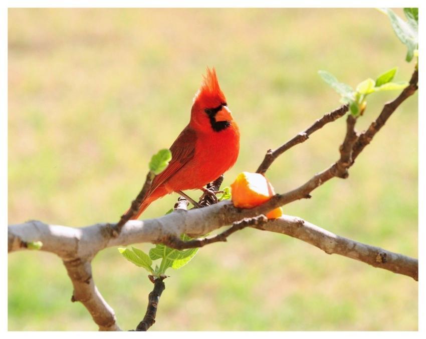 Cardinal Bird Nature Wildlife