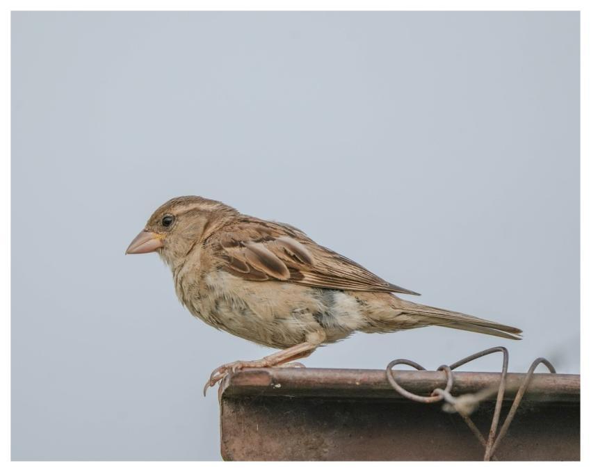 Sparrow Bird Nature Animal