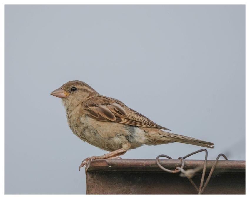 House Sparrow Sparrow Bird Animal