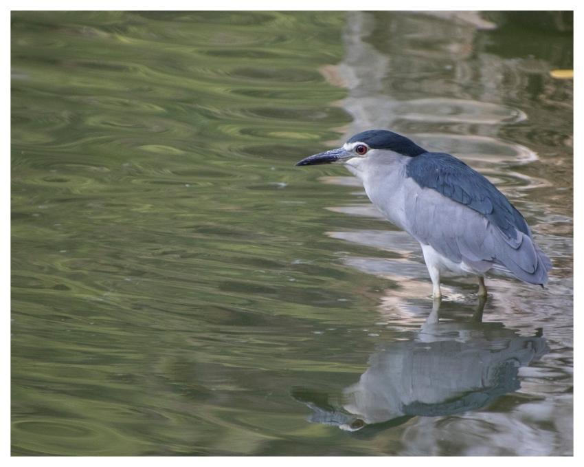 Heron Bird Animal Ornithology