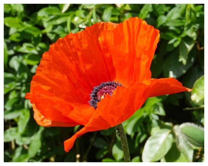 Poppy Plant Blossom Bloom