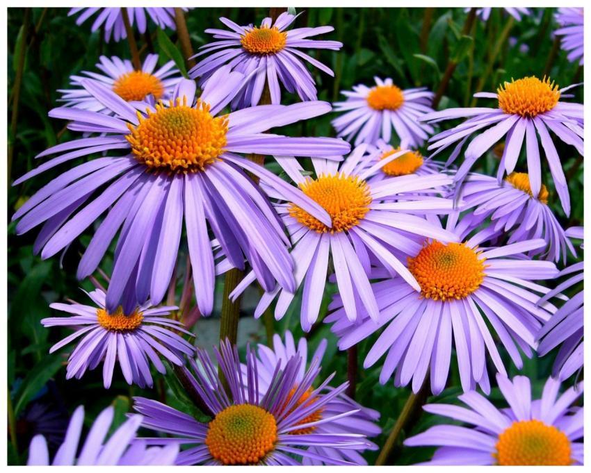 Close-up view of vivid purple Aster Tongolensis fl