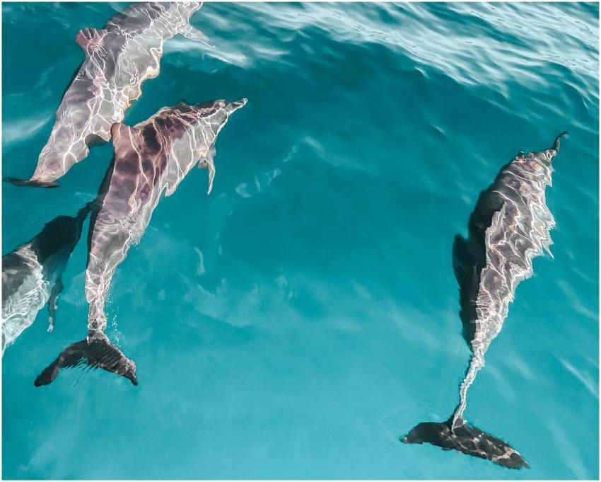 Three dolphins swim gracefully in the clear blue o