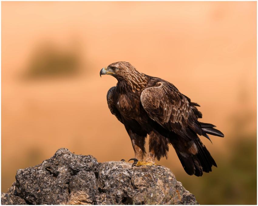 Golden eagle perched on rocks against a blurred na