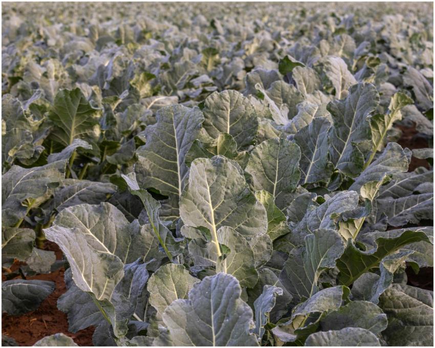 Lush Cabbage Field Pennsylvania