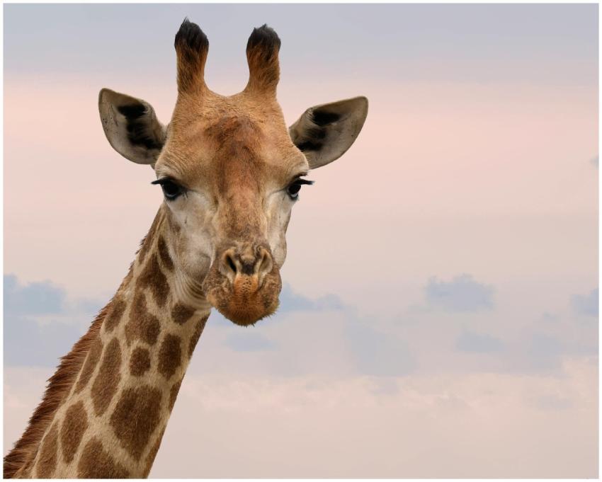Charming close-up of a giraffe's face against a ge