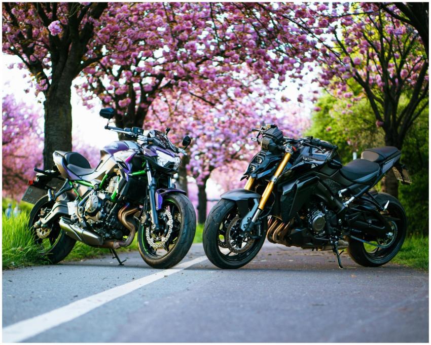 Motorcycles Under Cherry Blossom