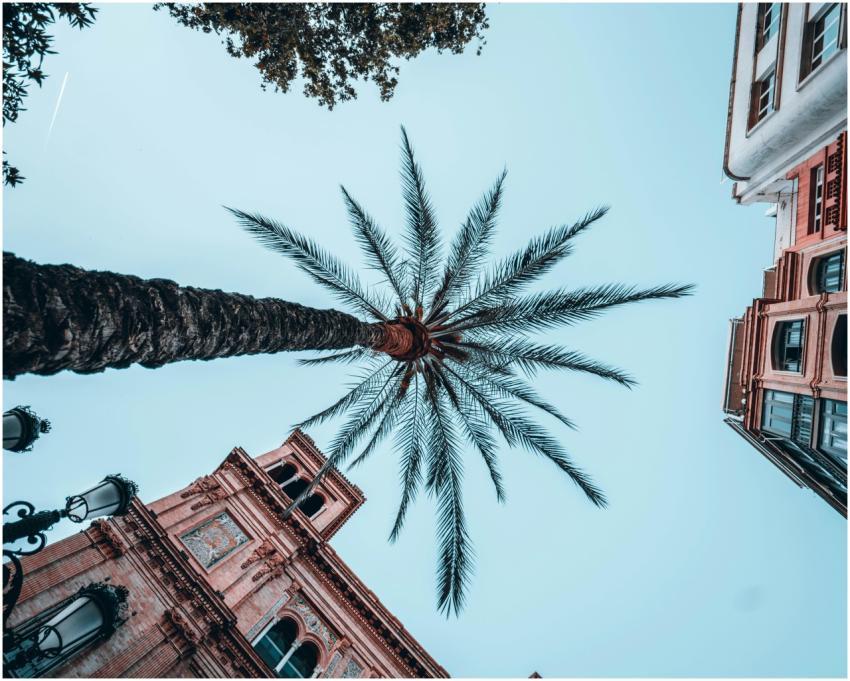Dramatic upward view of a palm tree surrounded by