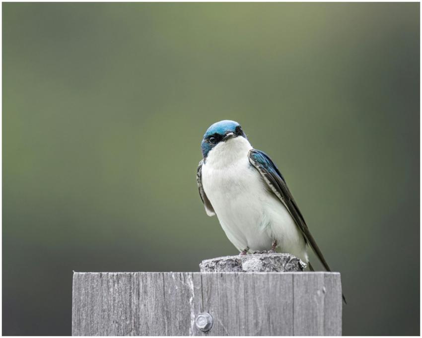 Close-up of a tree swallow resting on a wooden pol