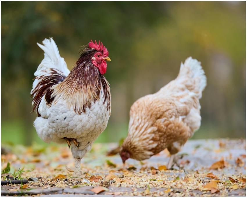 A rooster and hen pecking at grain in a vibrant au
