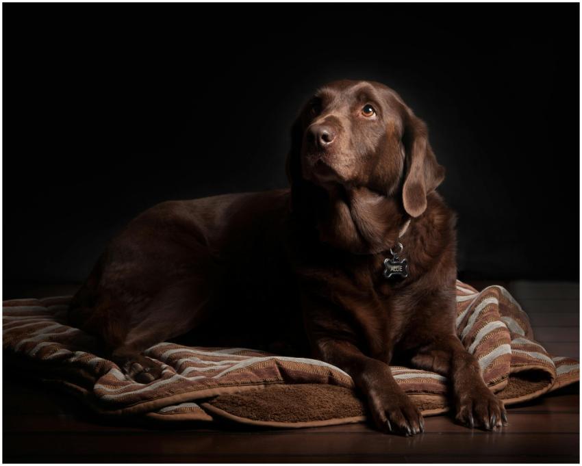 A chocolate Labrador dog lounging on a cozy rug wi