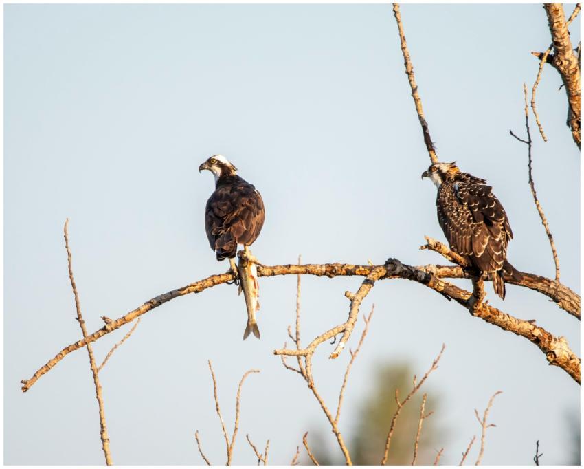 Two ospreys perched on a tree branch, showcasing t