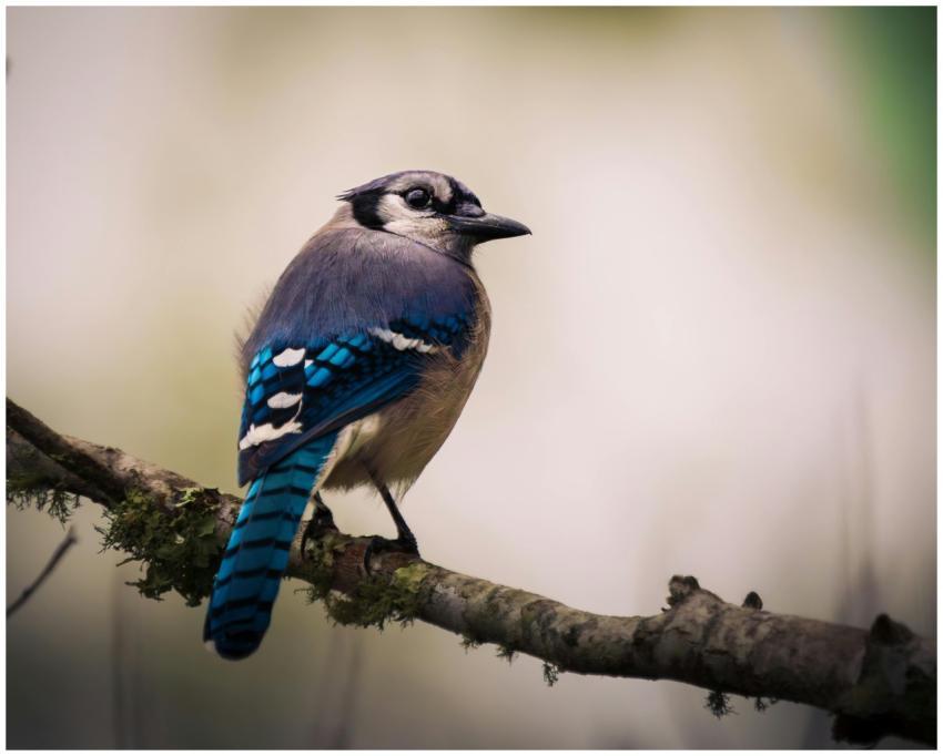 A vibrant blue jay sits on a mossy branch against