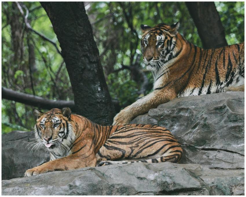 Two majestic tigers resting on rocky terrain surro