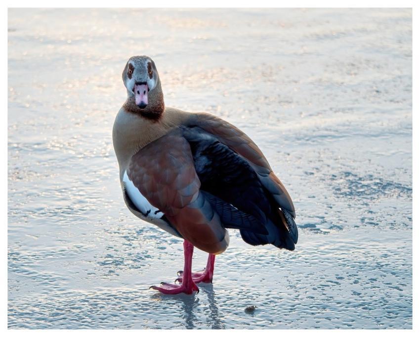 Egyptian Goose Water Bird Wild Goose Goose