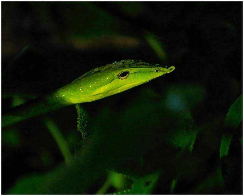 Detailed shot of a Green Vine Snake camouflaged in