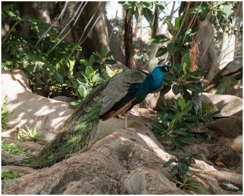 Stunning peacock standing on tree roots surrounded
