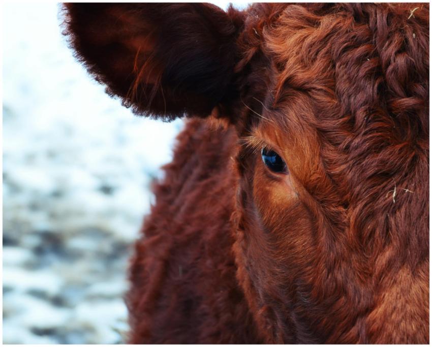 Close-up view of a brown cow's face showcasing its