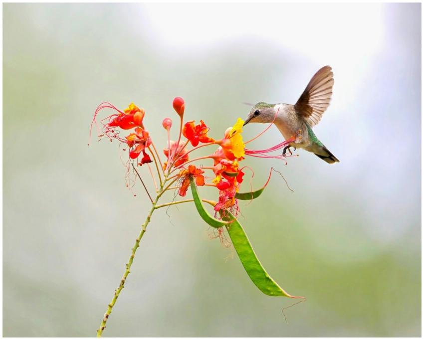 A graceful hummingbird hovers while feeding on viv